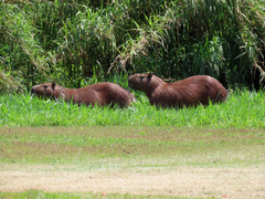 Hydrochoerus hydrochaeris