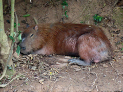 Hydrochoerus hydrochaeris