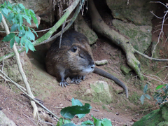 Myocastor coypus