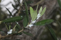Euphyllura olivina
