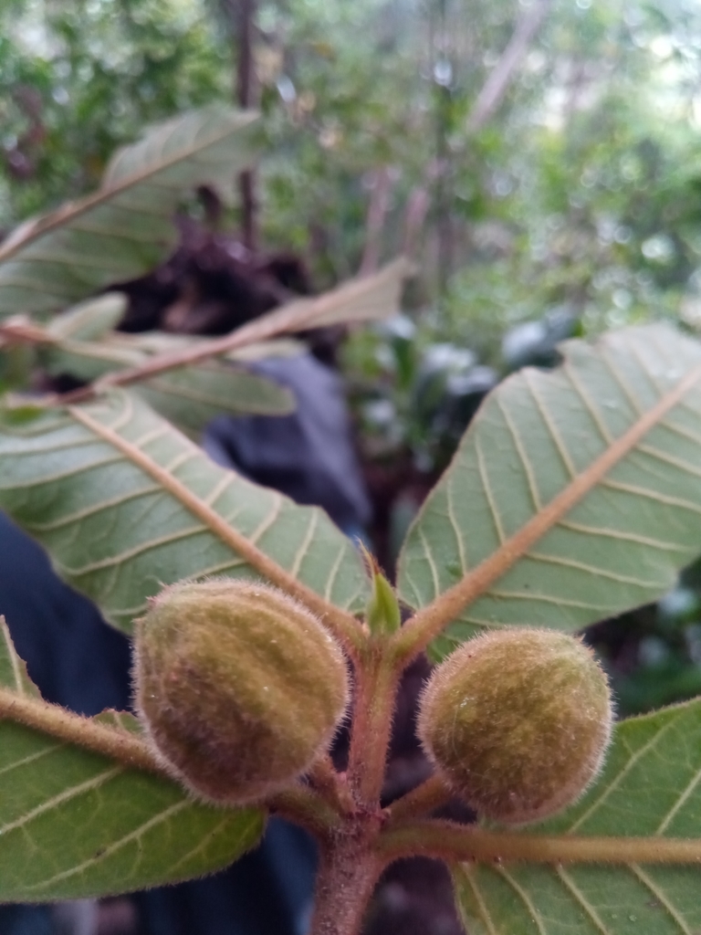 Peponidium velutinum
