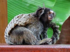 Callithrix jacchus × penicillata