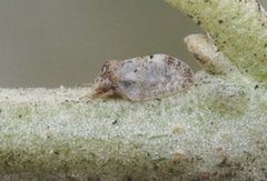 Euphyllura olivina