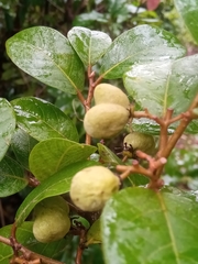 Dichapetalum