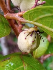 Dichapetalum