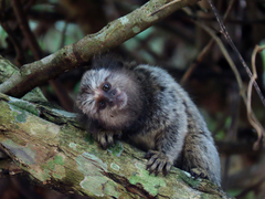 Callithrix penicillata