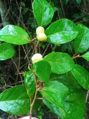 Dichapetalum