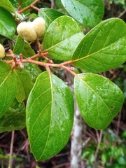 Dichapetalum