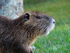 Myocastor coypus