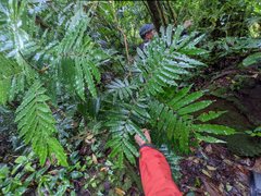 Costan Rican Alfaroa (Alfaroa costaricensis)