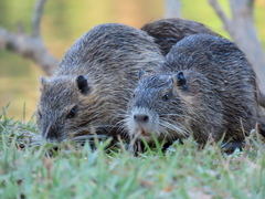 Myocastor coypus