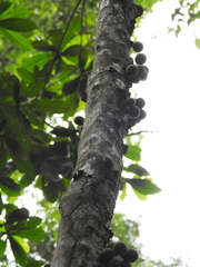 Chrysophyllum cuneifolium