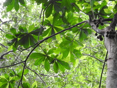 Chrysophyllum cuneifolium