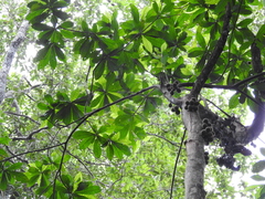 Chrysophyllum cuneifolium