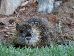 Myocastor coypus