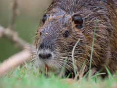Myocastor coypus