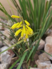 Kniphofia pauciflora
