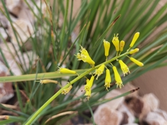 Kniphofia pauciflora