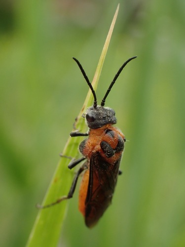 Dolerus Triplicatus · Inaturalist