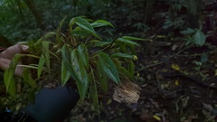 Pleurothallis arietina