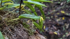 Pleurothallis arietina