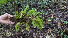 Pleurothallis arietina