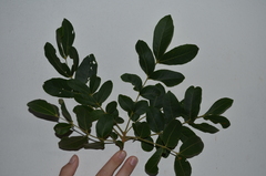 Zanha africana