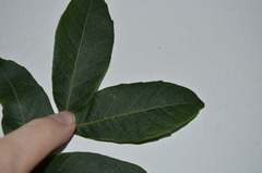 Zanha africana