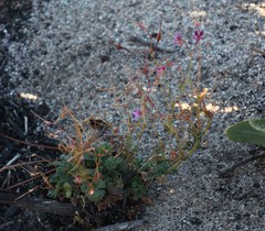 Pelargonium columbinum