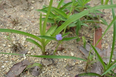 Cyanotis longifolia