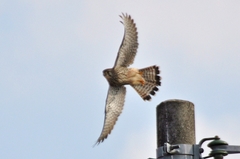 Falco tinnunculus