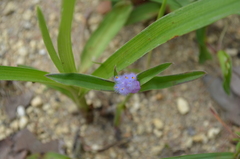 Cyanotis longifolia