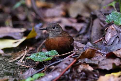 Grey-throated Leaftosser