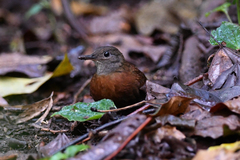 Gray-Throated Leaftosser photo 2