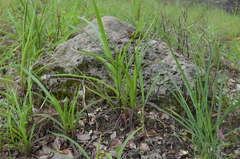 Cyanotis longifolia