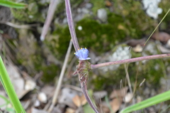 Cyanotis longifolia