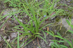 Cyanotis longifolia