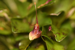 Restrepia