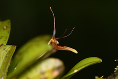 Restrepia