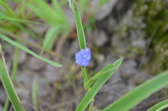 Cyanotis longifolia
