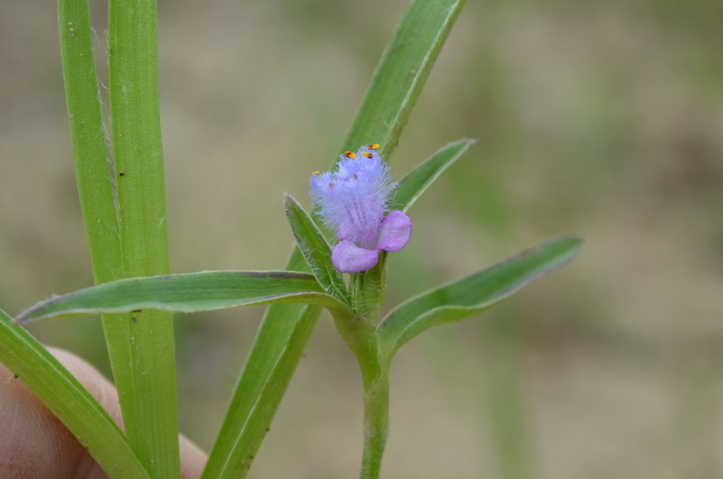 Cyanotis longifolia