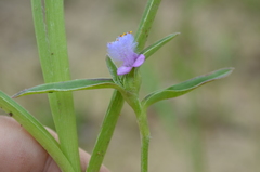 Cyanotis longifolia