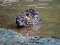 Myocastor coypus