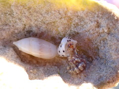 Clibanarius tricolor