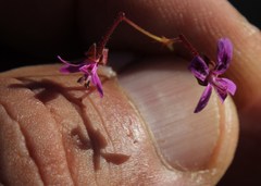 Pelargonium columbinum