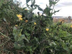 Sonchus