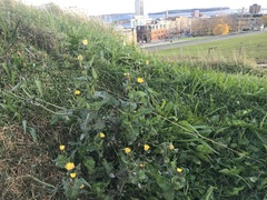 Sonchus