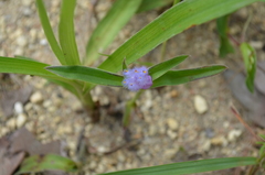 Cyanotis longifolia