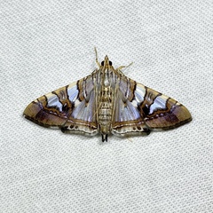 Glyphodes cosmarcha