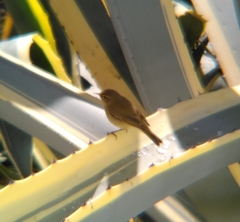 Phylloscopus collybita